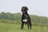 DOGUE ALLEMAND 502